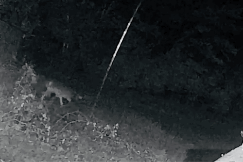 coyote caught on camera at night