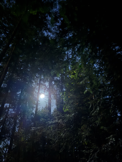 The Moon in the night sky shining through tall trees