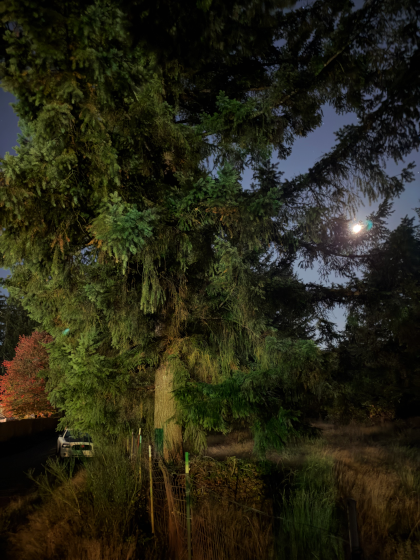 a large tree at night with the moon and other trees beyond a large field with a fence and a car parked on the side of a long driveway hidden behind the tree