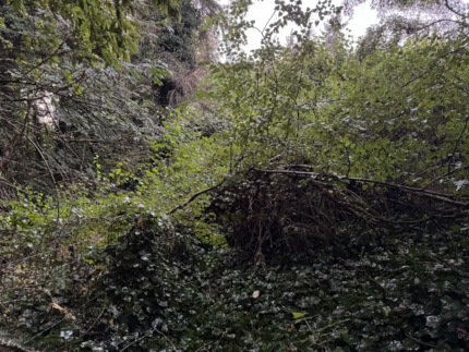 thick ivy covering all shrubs and trees, flattening them