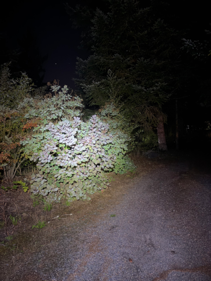 bushes lit by a flashlight at night with a dark sky and star visible and a path going on into the night lined by trees fading into the distance
