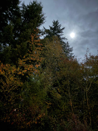 a moon over trees shining through a cloudy sky