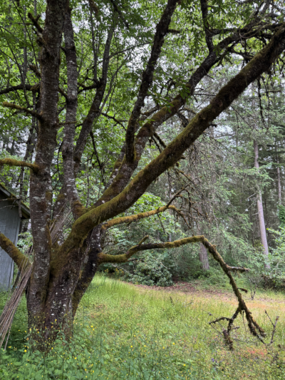 the old cherry tree