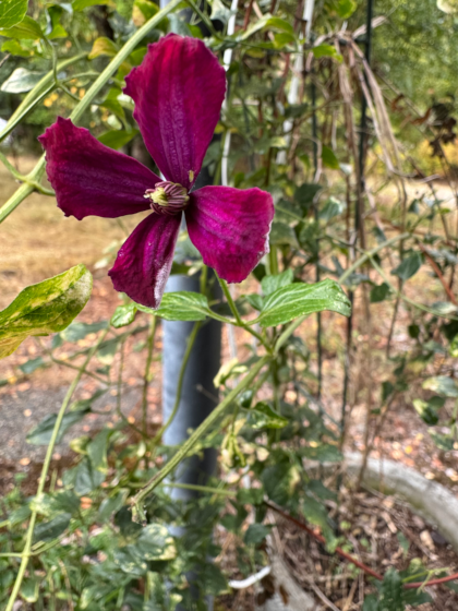 a single bright flower on a clematis vine looped around a black metal post