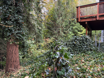 ivy covering everything behind a house with one tree freed from it