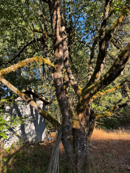 a thick old cherry try in light and shadow in a yard